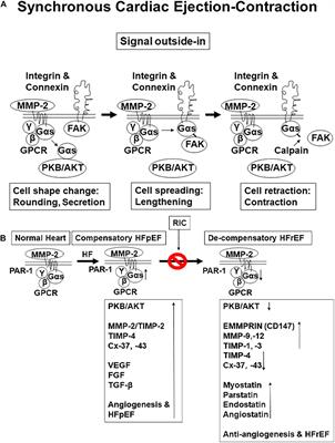 Remote Hind-Limb Ischemia Mechanism of Preserved Ejection Fraction During Heart Failure